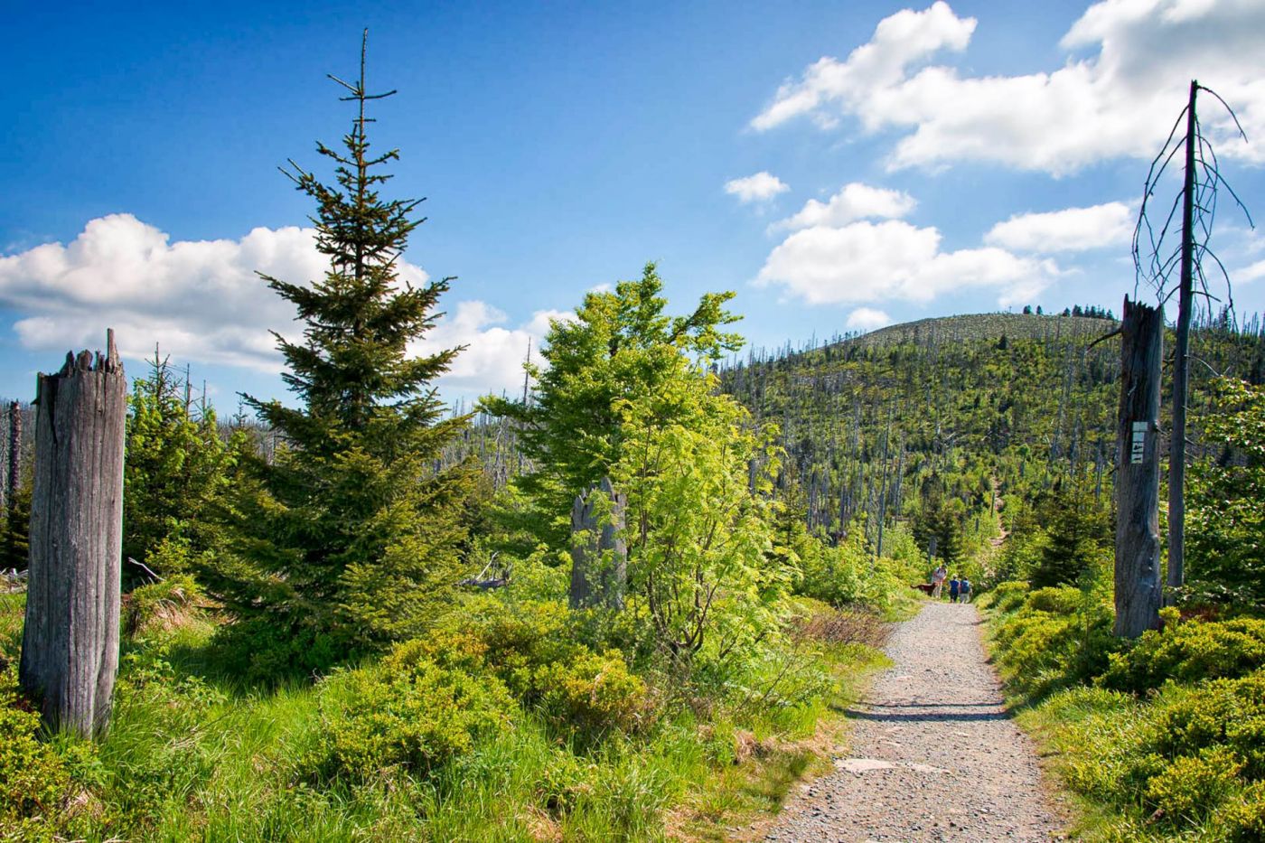 Warum Urlaub in Deutschland? Entdecken Sie den Bayerischen Wald neu