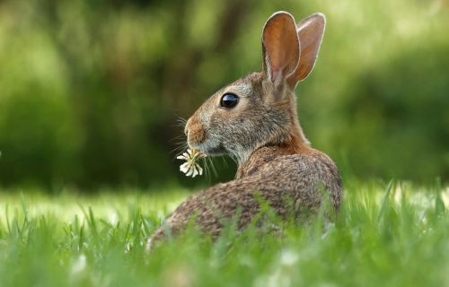 Osteraktion im Granitzentrum: Schatzsuche für Familien in den Osterferien