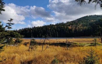 Der große Arbersee