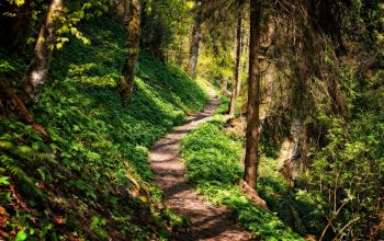 Der Goldsteig