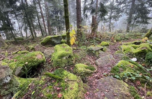 Büchlberg und Umgebung bei wechselhaftem Wetter: ruhige Ideen für Urlaubsgäste