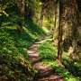 Der Goldsteig