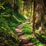 Der Goldsteig
